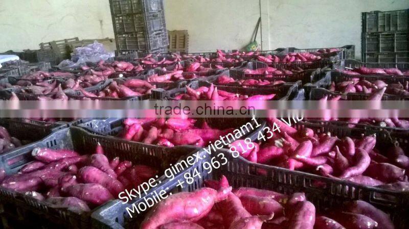 JAPAN YELLOW SWEET POTATO