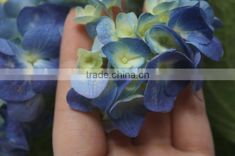 Fragrant aroma classical light blue short branch hydrangea
