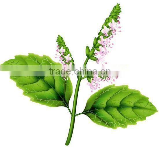 100% Pure Patchouli Oil For Exports | Patchouli Oil From India