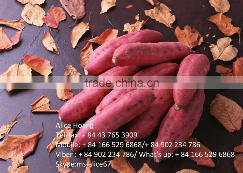 Export fresh sweet potato bulk