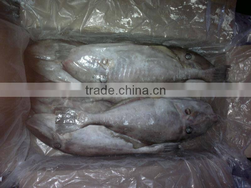 frozen leather jacket fish whole