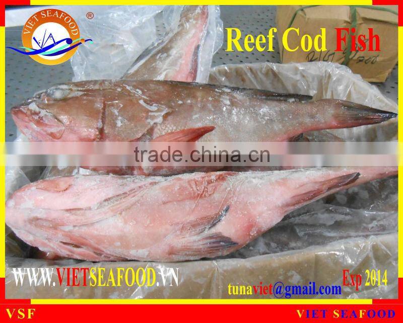 WHOLE ROUND FROZEN REEF COD FISH