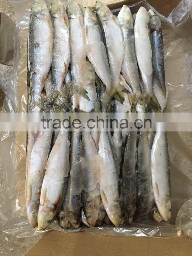 2015 frozen sardine wr for fishing bait 90-120pcs/ctn