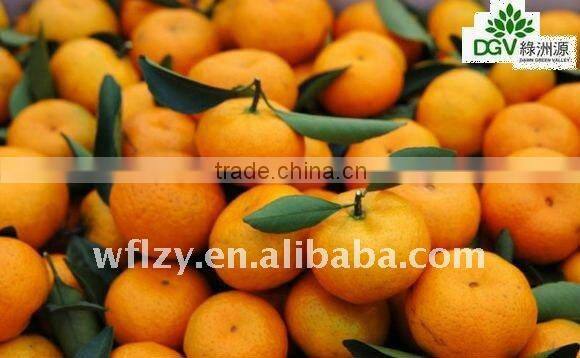 ganzhou Mandarin Orange