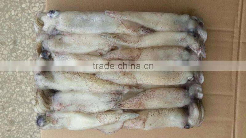 frozen whole round squid