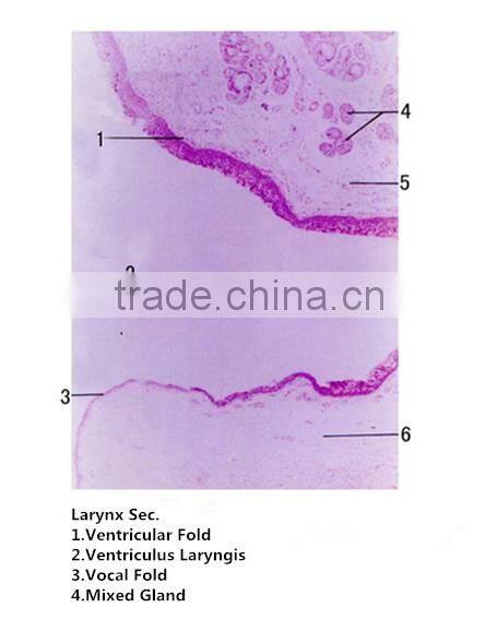 Medical slides/ Prepared Microscope Histology slides/Epithelium Sec. Slides
