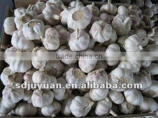 Pure White Garlic