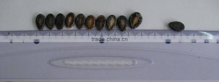 foodstuff / new crop black watermelon seeds A grade for sale