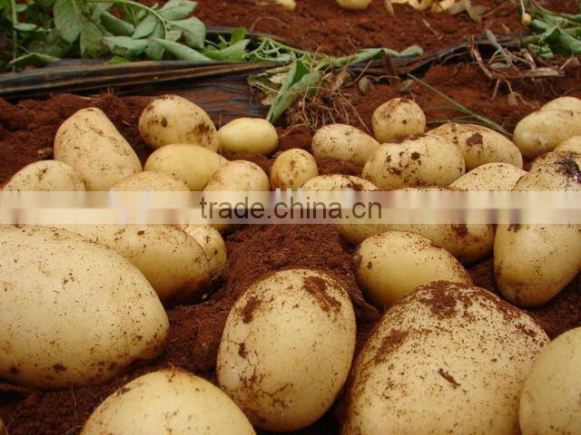 trickle irrigation lines