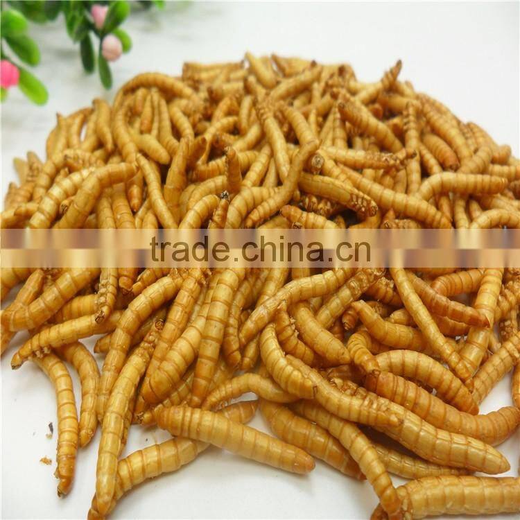 Premium Freeze Dried Mealworms