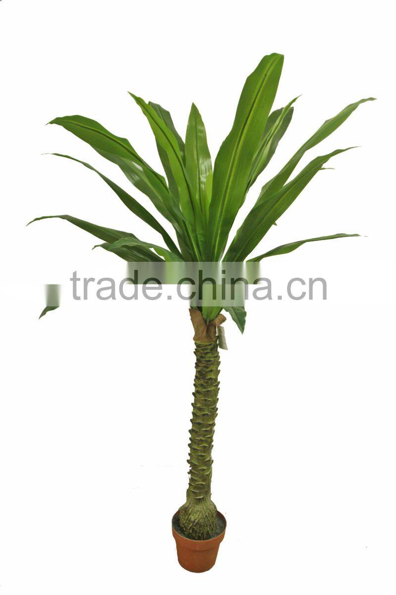 Ornamental Dracaena bonsai plant