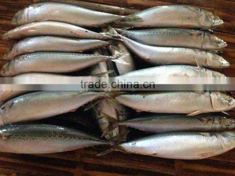 Frozen fish frozen pacific mackerel