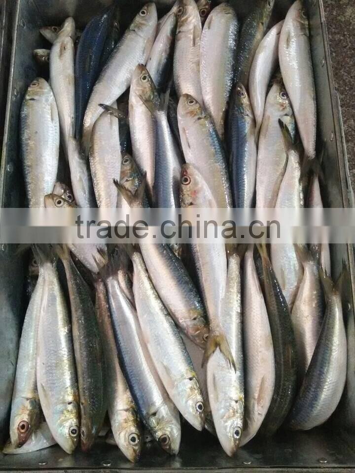 Frozen Sardine Fish For Bait