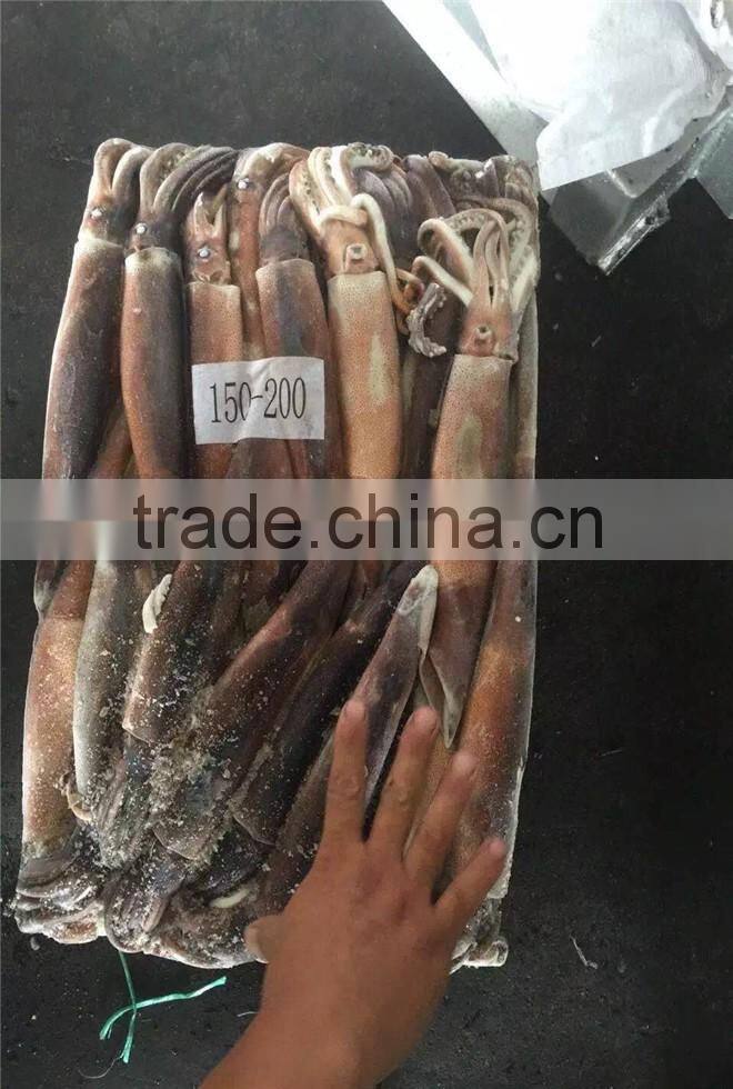 Illex Argentinus Squid Frozen Seafood