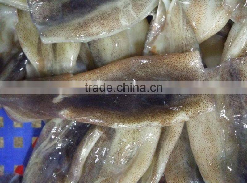 Zhengyuan Frozen Illex Squid Tube