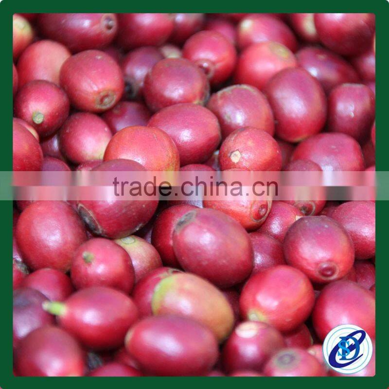 Green coffee beans price Green arabica coffee beans for sale