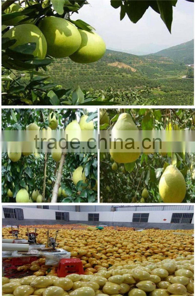 2015 New Crop Fresh sweet White hoeny pomelo
