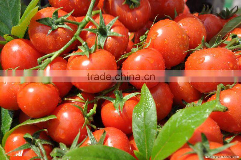Jiangxi Bailin factory supply lower price and high quality 210g canned tomato paste