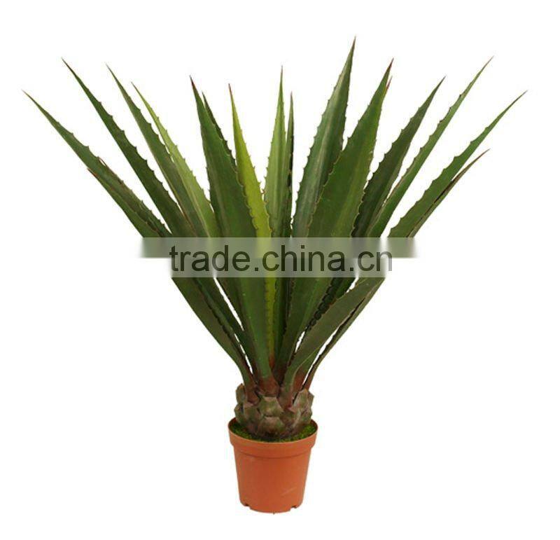 Golden edge agave plant crazy selling in European 2012