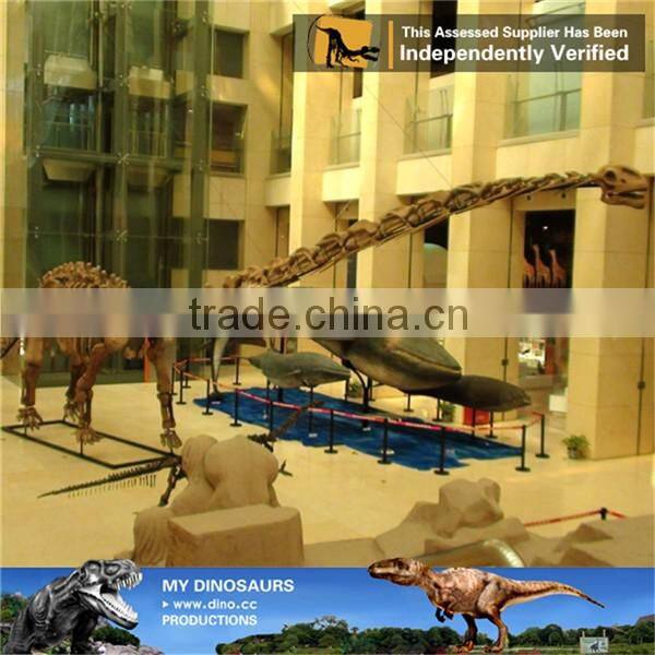 MY Dino-C071 Museum prehistoric animal skeleton model