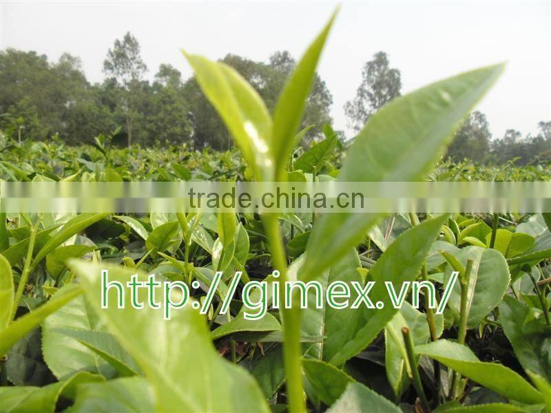 Moc Chau Son La OP green tea