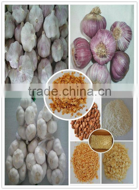 Malanga Fresh Colocasia/ Taro/ Eddo Esculentum in Season