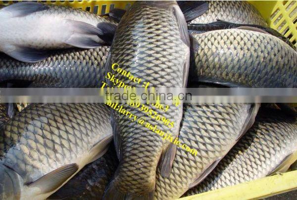 fish scale removing machine/electric fish scaler