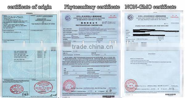 NCO05 Xihu guangzhou high yield quality hybrid maize seed