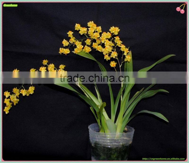 Oncidium orchid