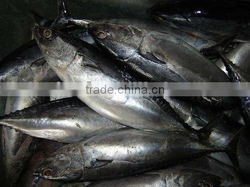 frozen skijack tuna bonito tuna