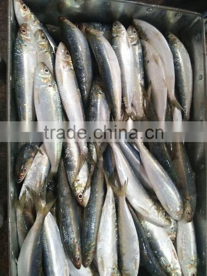 Frozen Sardine Fish For Bait