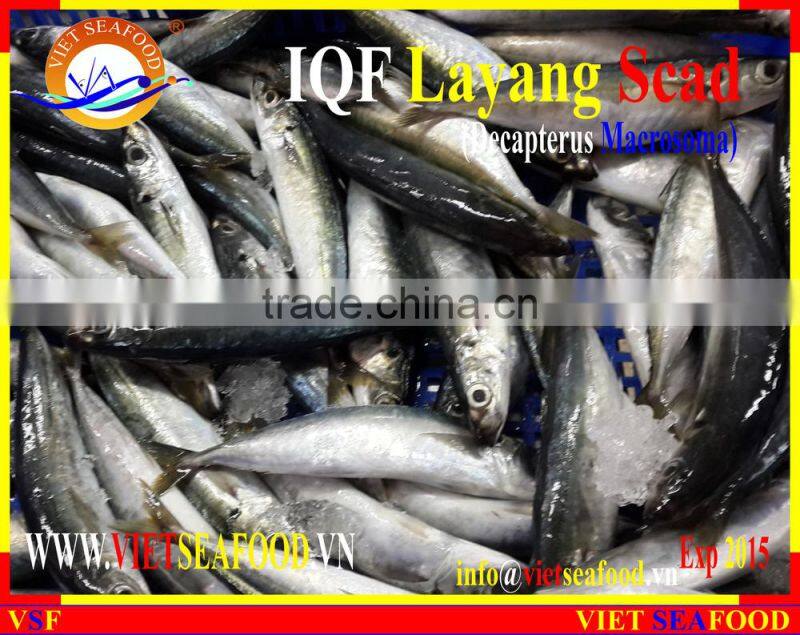 IQF LAYANG SCAD WHOLE ROUND