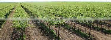 Chile Market Vine Open Gable Trellis Post