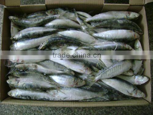 Frozen small size Sardine for canning
