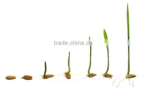 Automatic Bean Sprout Machine With CE