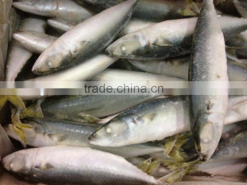New fishing frozen IQF 60-70g pacific mackerel in 2016