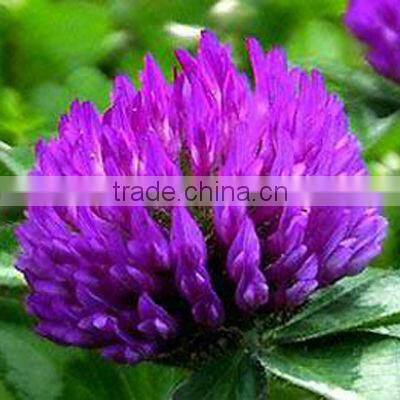 Red Clover Extract/Trifolium Pratense /8%-40% Total Flavone by UV