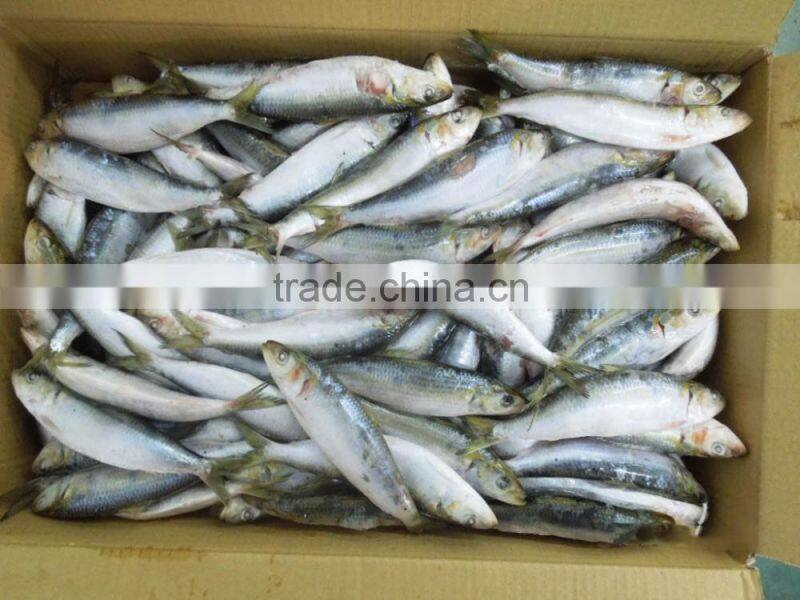 Frozen Sardine Fish For Bait And Canning