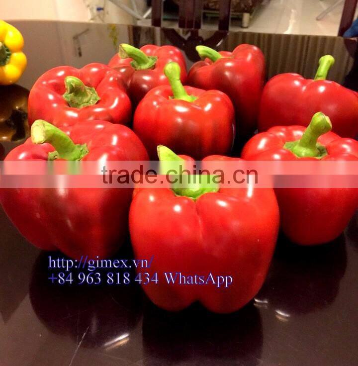 FRESH SWEET PEPPER / BELL PEPPER +84963818434 whatsapp
