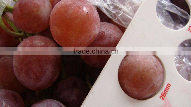 Fresh style and grapefruit type fresh fruit from China