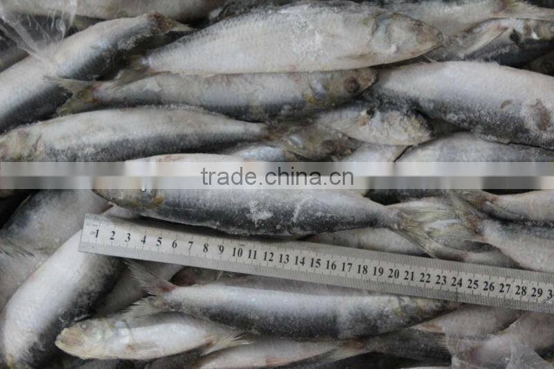 Whole Round Frozen Sardine Fish ( SARDINA MELANOSTICTUS )