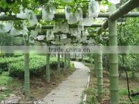 Raisins,Kington Fruit