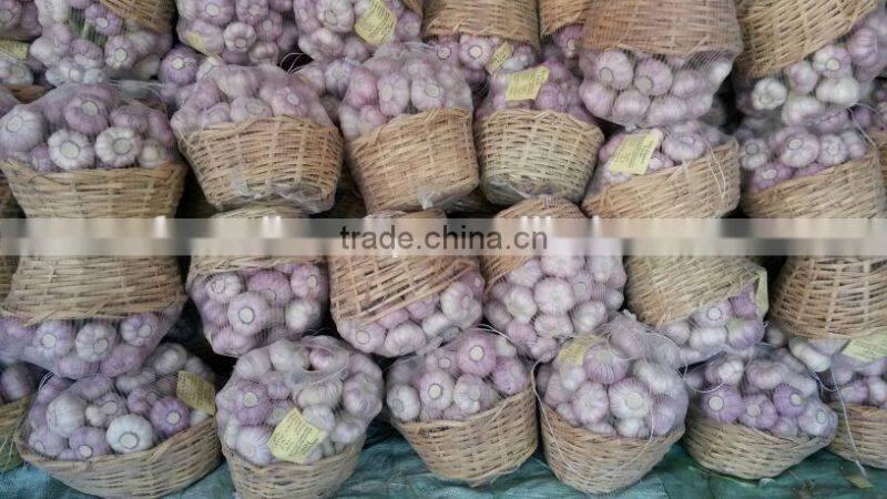 Garlic ( White - Red ) high quality