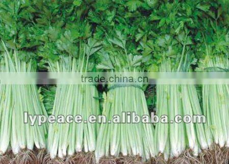 dehydrated celery flakes for spiced food