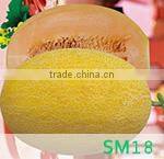CU02 Jinyan no.4 high yield long cucumber seeds high yield vegetable seeds