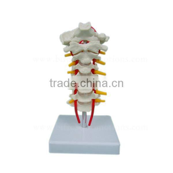 High Quality Human Body Anatomy Bone Model Cervical