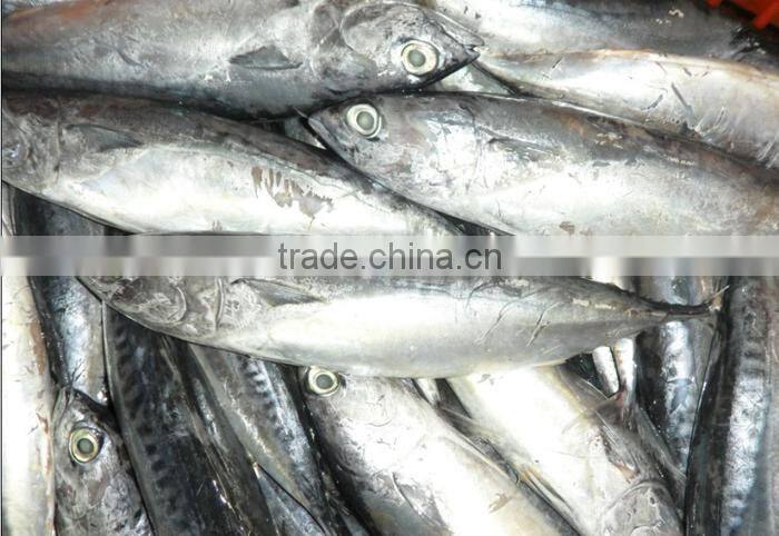 Frozen Eastern Pacific bonito whole round- Auxis Tapeionsoma