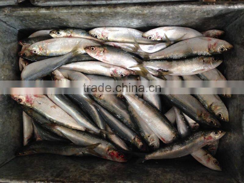 2016 High Quality Frozen Horse Mackerel