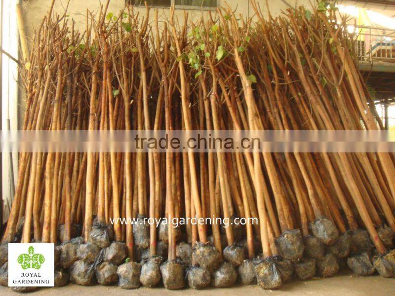 Ficus Religiosa nursery land