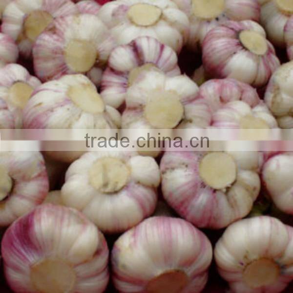 Hot sale 4.5cm/5cm and up normal white garlic